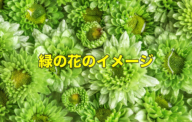 緑の花のイメージ