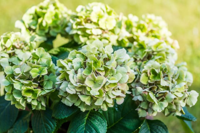 緑色の紫陽花