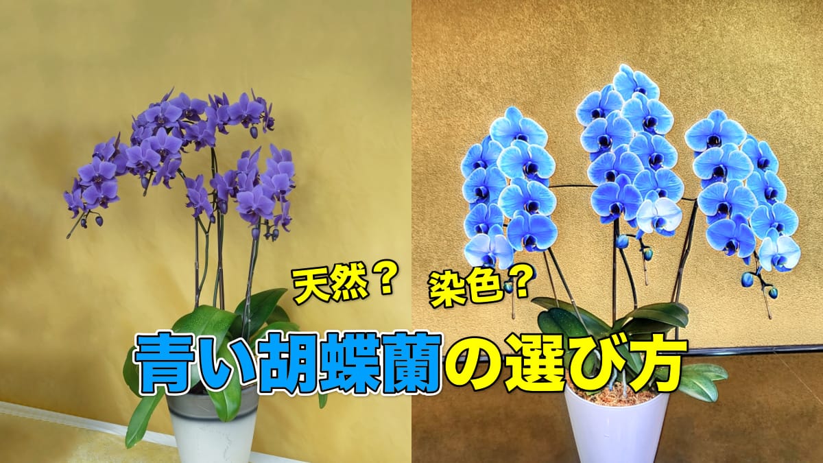 天然？染色？青い胡蝶蘭の選び方