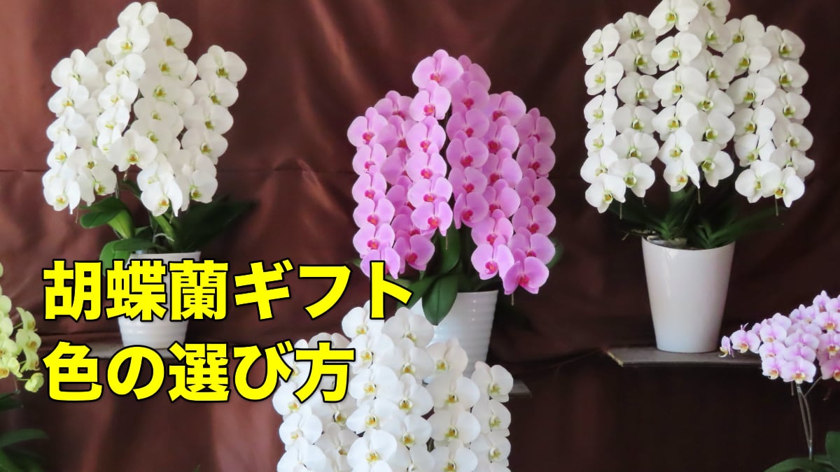 胡蝶蘭ギフトの色の選び方