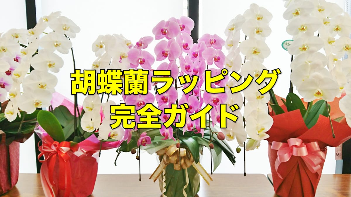 胡蝶蘭ラッピング完全ガイド