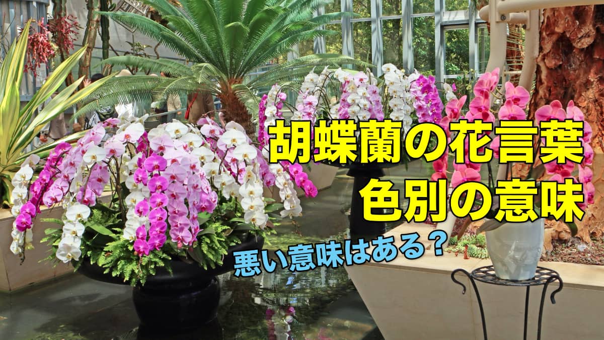 胡蝶蘭の花言葉-色別の意味