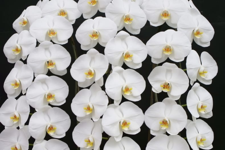 白い胡蝶蘭の花