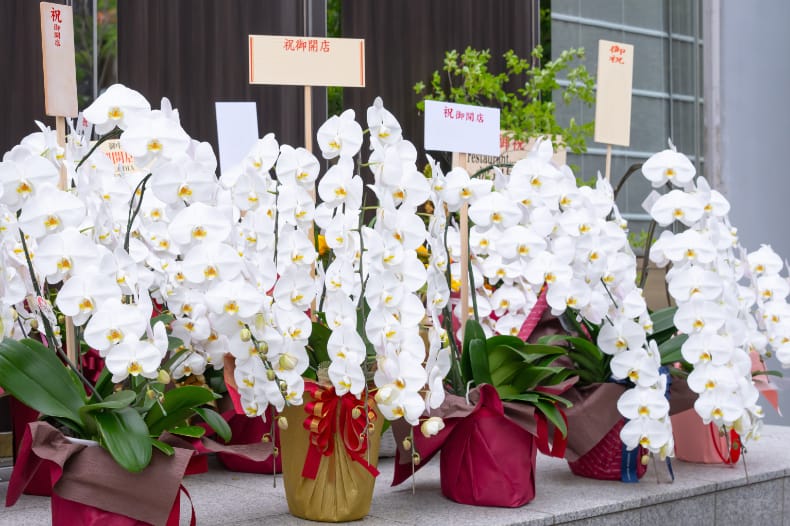 店先に置かれた胡蝶蘭