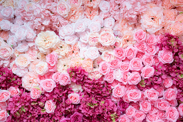 ピンクの花々