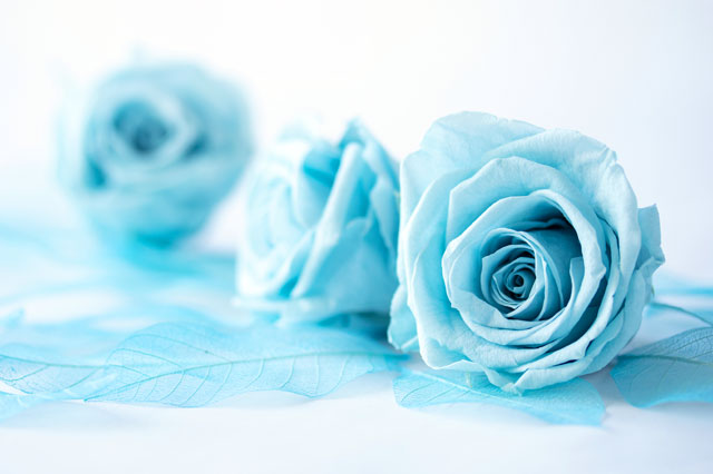 プリザーブドの青いバラ