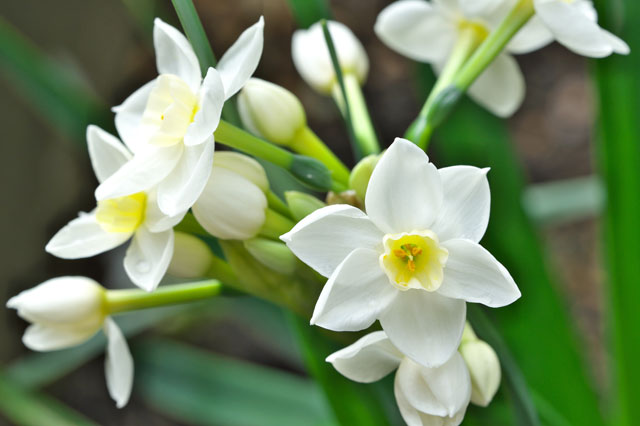 白いスイセンの花